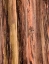 Picture of EUCALYPTUS BARK II