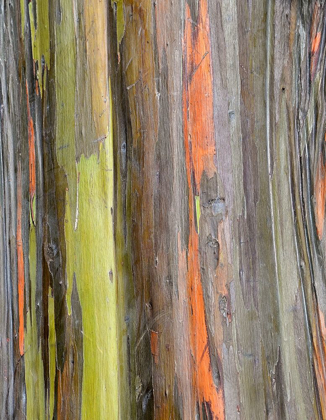 Picture of EUCALYPTUS BARK III