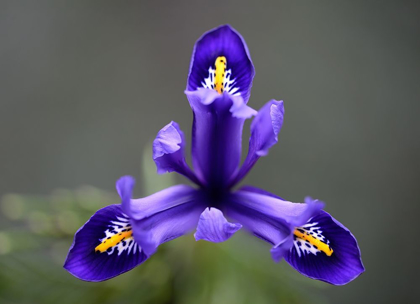 Picture of FIRST SPRING IRIS