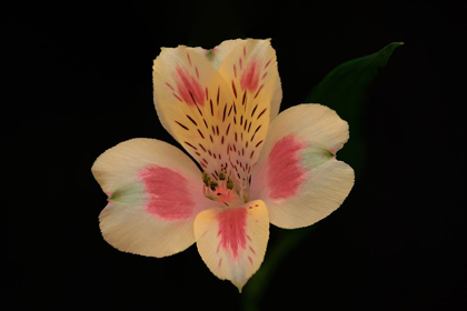 Picture of FRENCH FLOWER