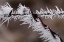 Picture of WINTER FENCE