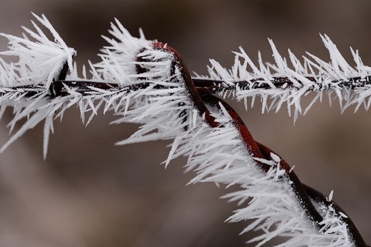 Picture of WINTER FENCE