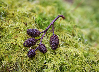 Picture of TINY ALDER CONES ON FERN MOSS