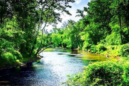 Picture of SUMMER DAY ON THE NEUSE RIVER