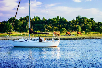 Picture of HORSES ON CARROT ISLAND