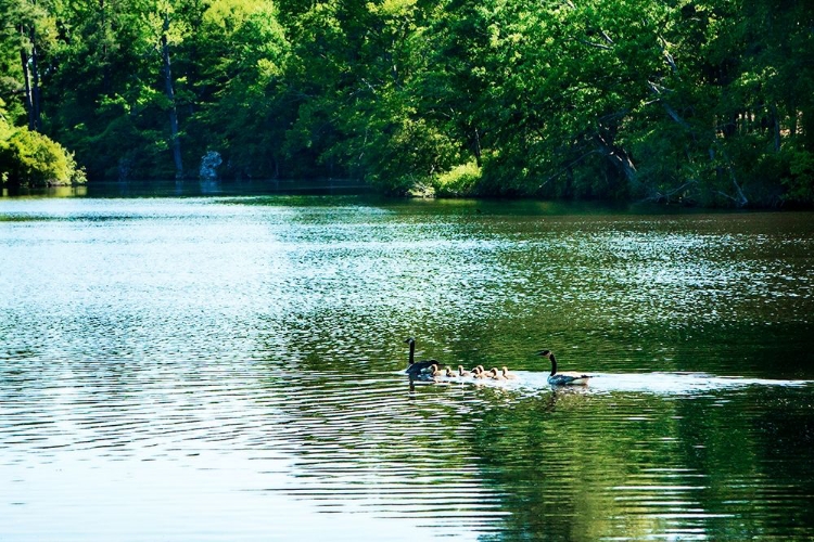 Picture of WALKERTON MILL POND