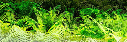 Picture of FOREST FERNS I