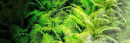 Picture of FOREST FERNS II