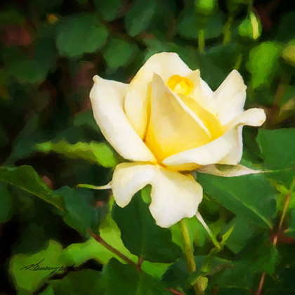 Picture of A SINGLE ROSE I