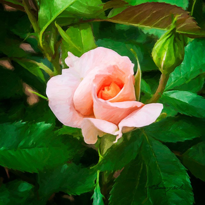 Picture of A SINGLE ROSE II