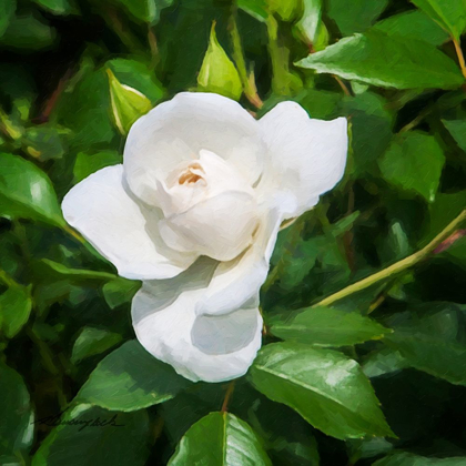 Picture of A SINGLE ROSE III