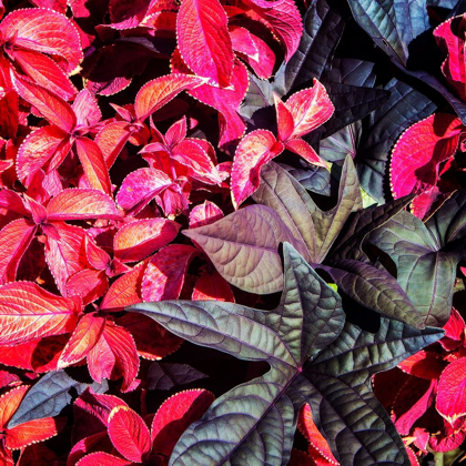 Picture of COLORFUL LEAVES II
