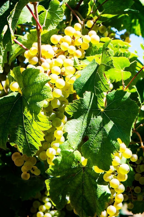 Picture of SUNNY VINEYARD II