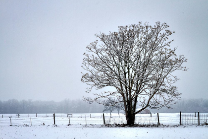 Picture of SNOWBOUND I