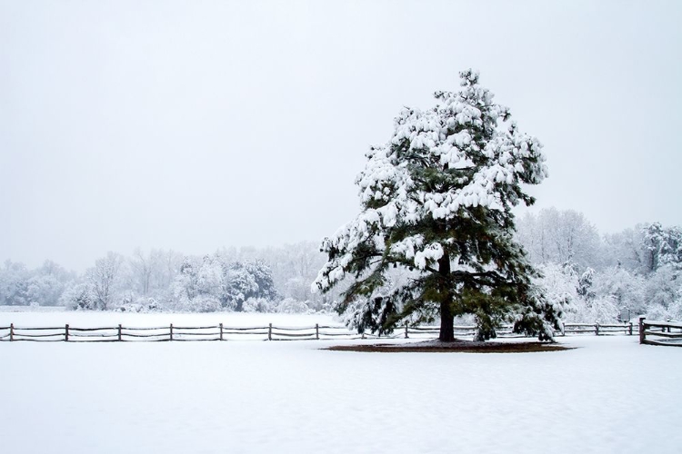 Picture of SNOWY SENTINEL