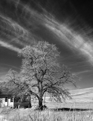 Picture of PALOUSE HOUSE AND TREE