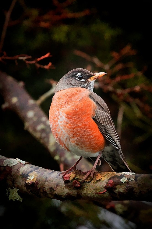 Picture of WATCHFUL ROBIN