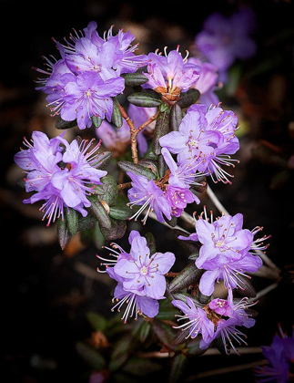 Picture of SMALL PURPLE RHODODENDRON