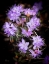 Picture of SMALL PURPLE RHODODENDRON