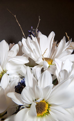 Picture of WHITE DAISIES