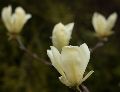 Picture of TULIP TREE FLOWERS