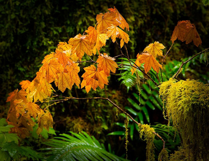 Picture of HOH RAIN FOREST