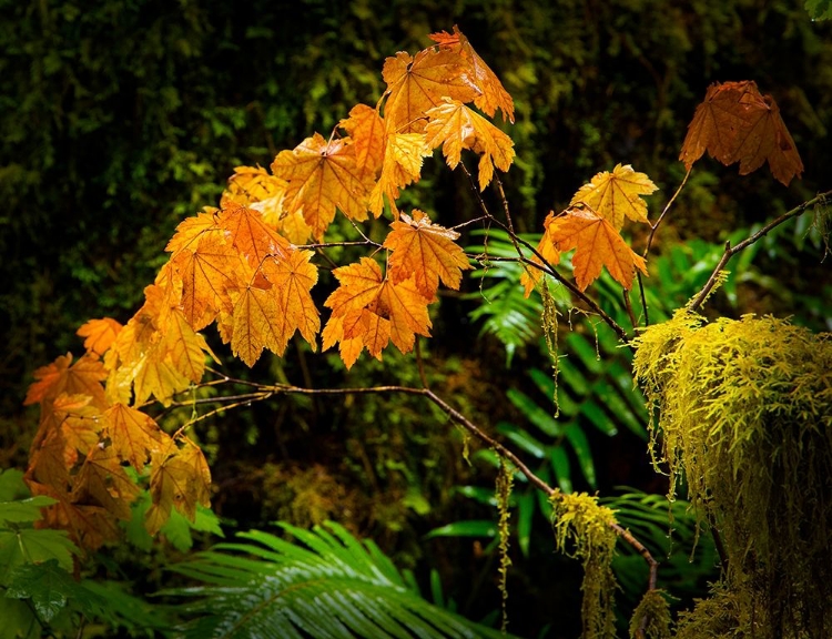 Picture of HOH RAIN FOREST