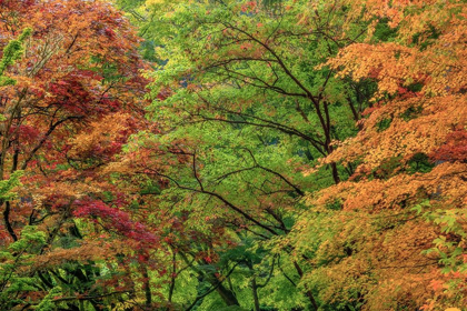 Picture of AUTUMN FOREST