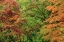 Picture of AUTUMN FOREST