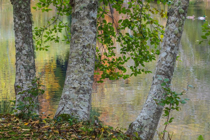 Picture of ALDER TREES AND POND