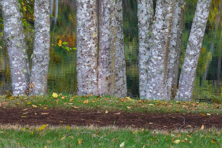 Picture of ALDER TREES AND TRAIL