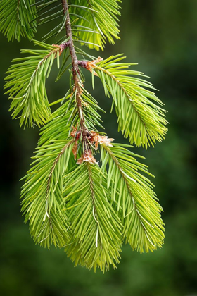 Picture of DOUGLAS FIR GROWTH I