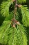 Picture of DOUGLAS FIR GROWTH II