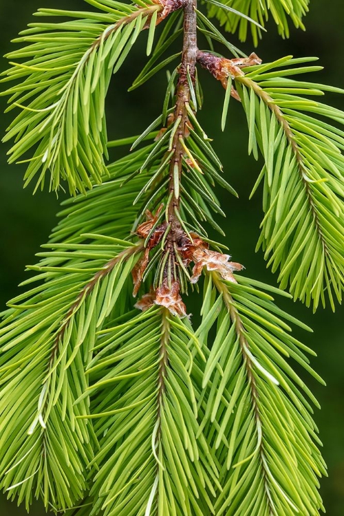 Picture of DOUGLAS FIR GROWTH II