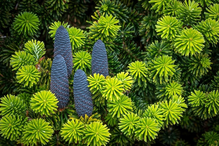 Picture of KOREAN SPRUCE CONES I