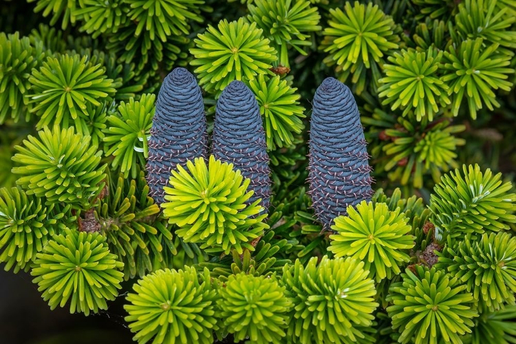 Picture of KOREAN SPRUCE CONES II