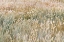 Picture of FOXTAIL BARLEY I