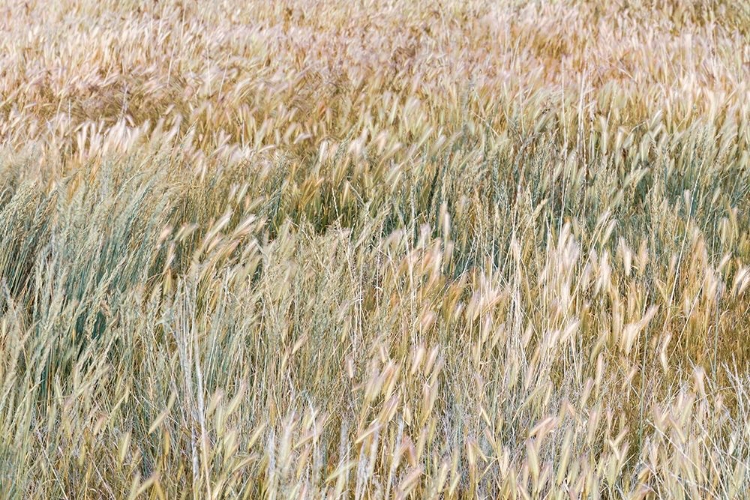 Picture of FOXTAIL BARLEY I