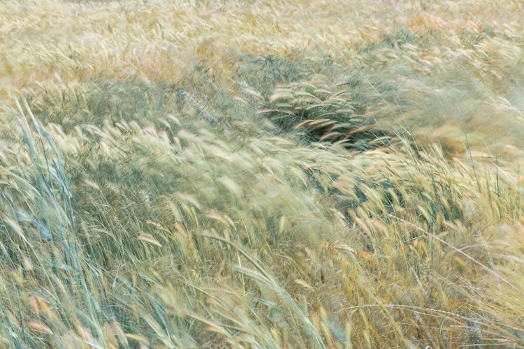 Picture of FOXTAIL BARLEY II