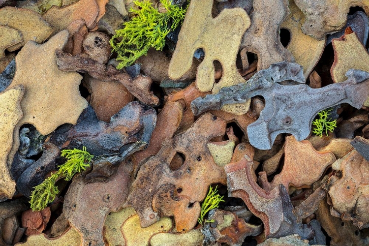 Picture of FLAKES OF PONDEROSA PINE I