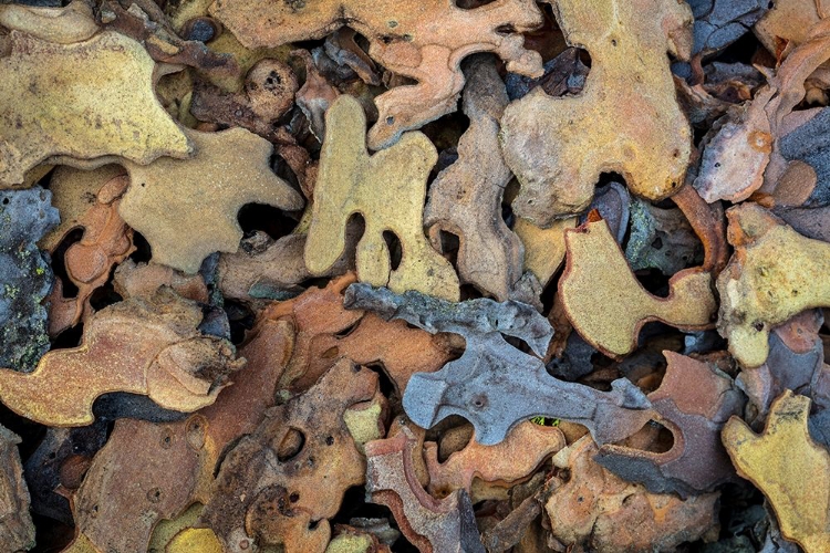 Picture of FLAKES OF PONDEROSA PINE II