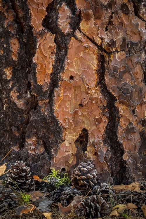 Picture of PONDEROSA PINE I