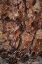 Picture of PONDEROSA PINE II
