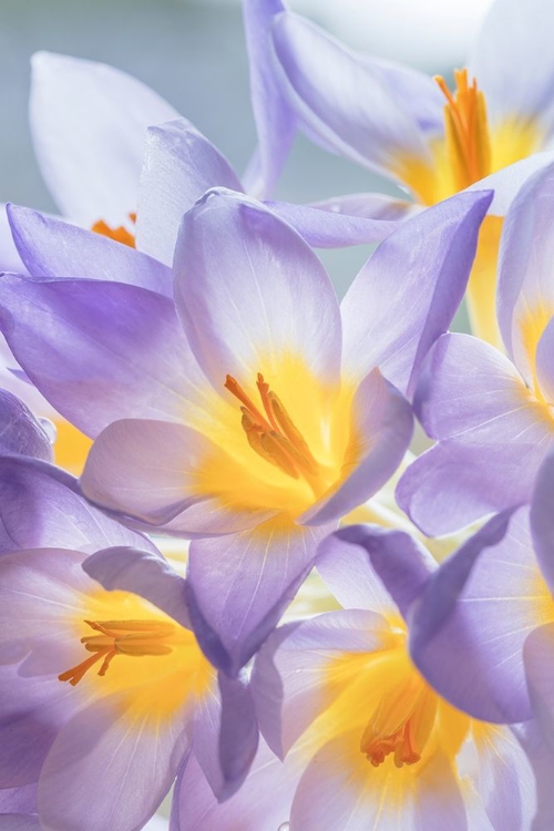 Picture of CROCUS BLOOMS I