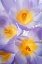 Picture of CROCUS BLOOMS II