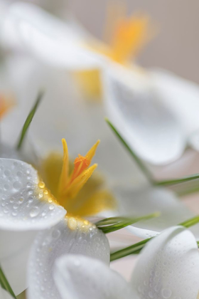 Picture of WHITE CROCUS BLOSSOMS I