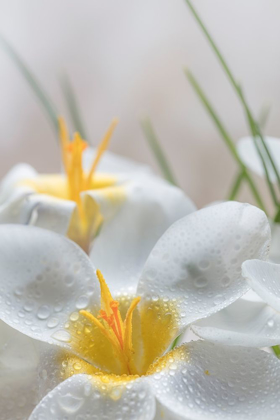 Picture of WHITE CROCUS BLOSSOMS III