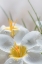 Picture of WHITE CROCUS BLOSSOMS III