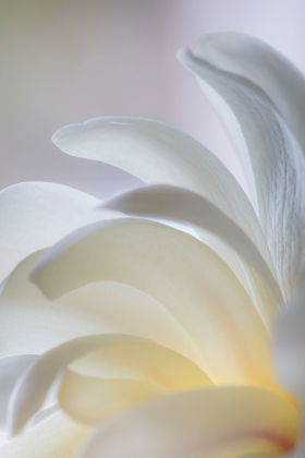 Picture of WHITE MAGNOLIA