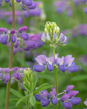 Picture of LUPINE BLOSSOMS I